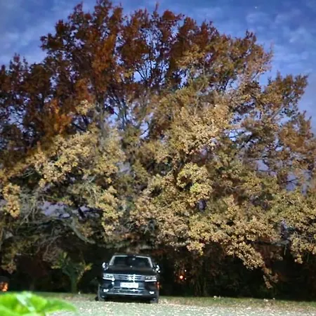 Darkwolf House Merseburg