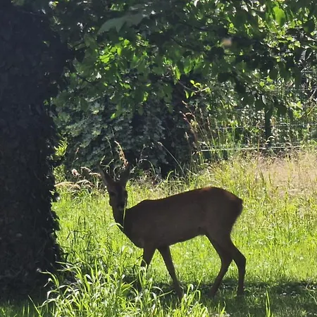 Darkwolf House * Merseburgo