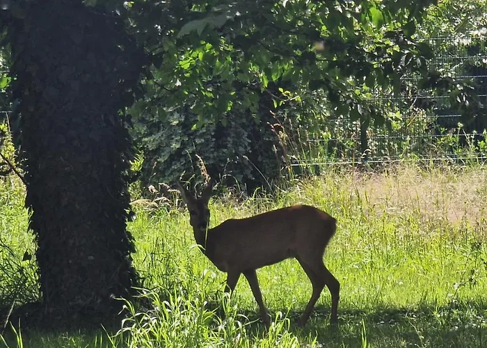 Darkwolf House * 메르제부르크