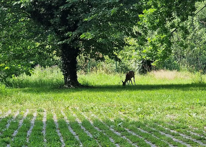 Darkwolf House 아파트